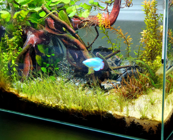 Aquarium outdoor dengan pemandangan air terjun dan ikan gurami